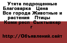Утята подрощенные Благоварка › Цена ­ 100 - Все города Животные и растения » Птицы   . Коми респ.,Сыктывкар г.